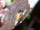 Rübsenblattwespe (Athalia rosae)-L. Klasing