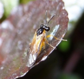 Rübsenblattwespe (Athalia rosae)-L. Klasing