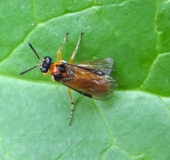 Rübsenblattwespe (Athalia rosae)-L. Klasing