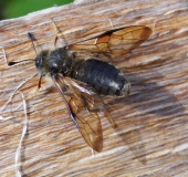 Keulhornblattwespe (Abia fasciata)-L. Klasing