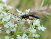 Schwarze Kiefernholzwespe W. (Xeris spectrum)-L. Klasing