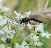 Schwarze Kiefernholzwespe W. (Xeris spectrum)-L. Klasing