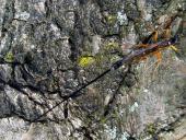 Holzschlupfwespe W. (Ephialtes manifestato)-L. Klasing
