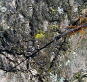 Holzschlupfwespe W. (Ephialtes manifestato)-L. Klasing