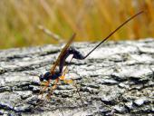 Holzschlupfwespe W. (Ephialtes manifestato)-L. Klasing
