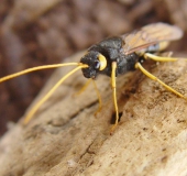 Riesenholzwespe W. (Urucerus gigas)-L. Klasing