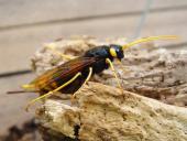 Riesenholzwespe W. (Urucerus gigas)-L. Klasing