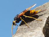 Riesenholzwespe W. (Urucerus gigas)-L. Klasing