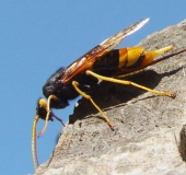 Riesenholzwespe W. (Urucerus gigas)-L. Klasing