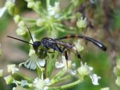 Gichtwespe M. (Gasteruption jaculator)-L. Klasing