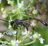 Gichtwespe M. (Gasteruption jaculator)-L. Klasing