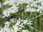 Gichtwespe W. (Gasteruption jaculator)-L. Klasing