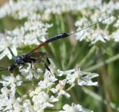 Gichtwespe W. (Gasteruption jaculator)-L. Klasing