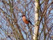 Dompfaff (Pyrrhula pyrrhula)-L. Klasing