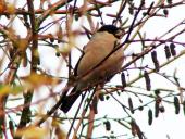 Dompfaff (Pyrrhula pyrrhula)-L. Klasing