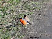 Dompfaff (Pyrrhula pyrrhula)-L. Klasing