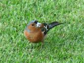 Buchfink m. (Fringilla coelebs)-L. Klasing