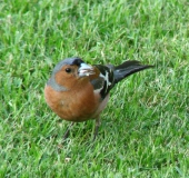 Buchfink m. (Fringilla coelebs)-L. Klasing