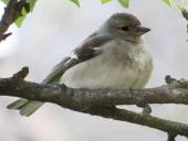 Buchfink w. (Fringilla coelebs)-L. Klasing