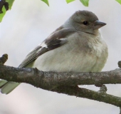 Buchfink w. (Fringilla coelebs)-L. Klasing