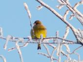 Grünfink (Carduelis chloris)-L. Klasing
