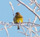 Grünfink (Carduelis chloris)-L. Klasing