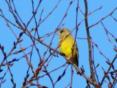 Grünfink (Carduelis chloris)-L. Klasing