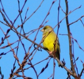 Grünfink (Carduelis chloris)-L. Klasing