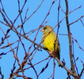 Grünfink (Carduelis chloris)-L. Klasing