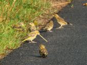 Grünfink (Carduelis chloris)-L. Klasing