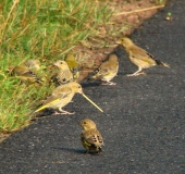 Grünfink (Carduelis chloris)-L. Klasing