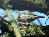 Erlenzeisig w. (Carduelis spinus)-L. Klasing