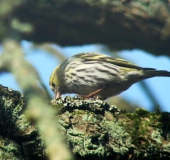 Erlenzeisig w. (Carduelis spinus)-L. Klasing