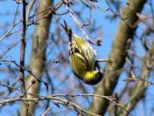 Erlenzeisig m. (Carduelis spinus)-L. Klasing