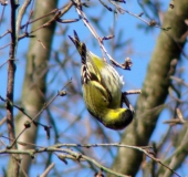 Erlenzeisig m. (Carduelis spinus)-L. Klasing