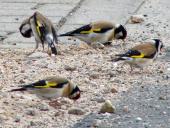 Distelfink o. Stieglitz (Carduelis cardielis)-L. Klasing