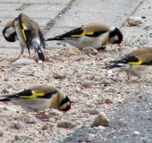 Distelfink o. Stieglitz (Carduelis cardielis)-L. Klasing