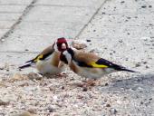 Distelfink o. Stieglitz (Carduelis cardielis)-L. Klasing