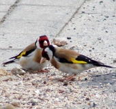 Distelfink o. Stieglitz (Carduelis cardielis)-L. Klasing