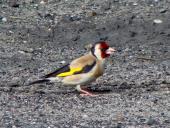 Distelfink o. Stieglitz (Carduelis cardielis)-L. Klasing