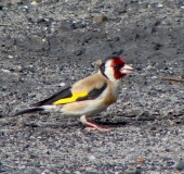 Distelfink o. Stieglitz (Carduelis cardielis)-L. Klasing