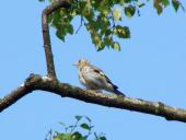 Junger Distelfink o. Stieglitz (Carduelis cardielis)-L. Klasing