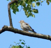 Junger Distelfink o. Stieglitz (Carduelis cardielis)-L. Klasing