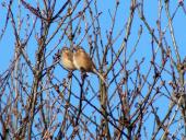 Bluthänfling m. (Carduelis cannabina)-L. Klasing