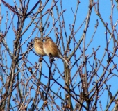 Bluthänfling m. (Carduelis cannabina)-L. Klasing