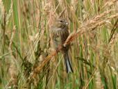 Bluthänfling w. (Carduelis cannabina)-L. Klasing
