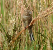 Bluthänfling w. (Carduelis cannabina)-L. Klasing