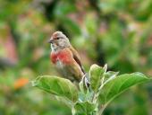Bluthänfling m. (Carduelis cannabina)-L. Klasing