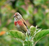 Bluthänfling m. (Carduelis cannabina)-L. Klasing