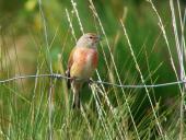Bluthänfling m. (Carduelis cannabina)-L. Klasing